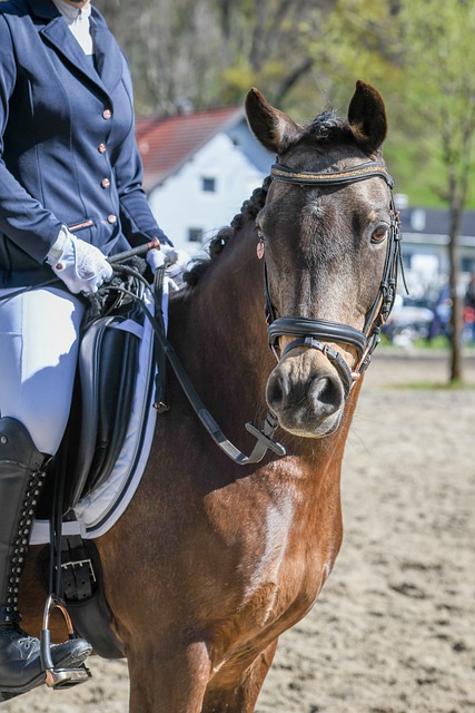 马来西亚总 马来西亚总